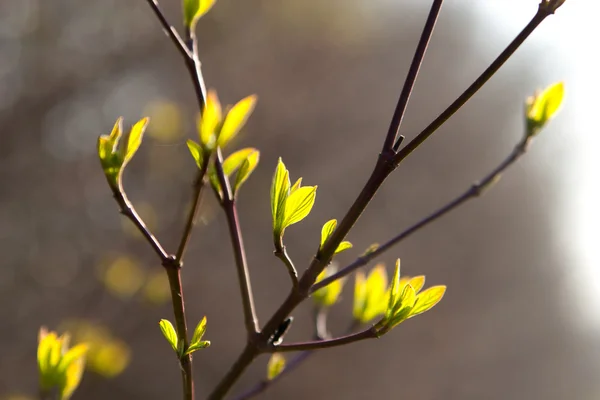 Giovani foglie verdi sono illuminate dal sole — Foto Stock