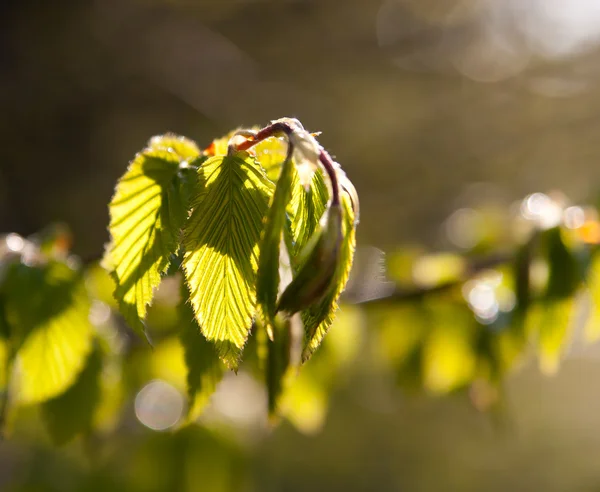 Jeunes feuilles vertes le matin lumière du soleil — Photo