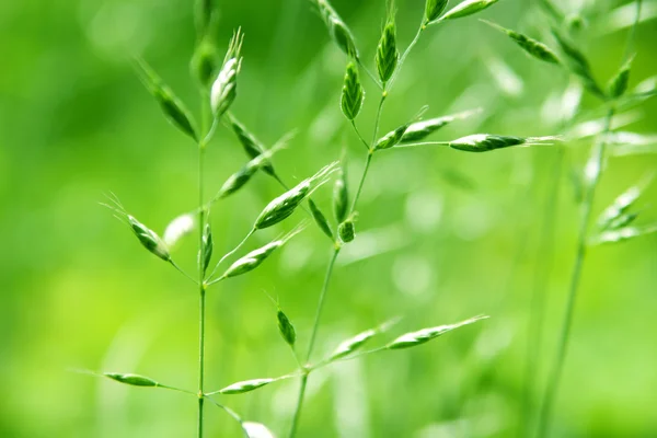 Frön av grönt gräs — Stockfoto