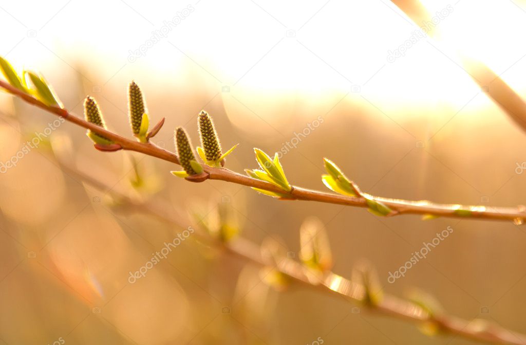 Catkins and leaves in sunlight