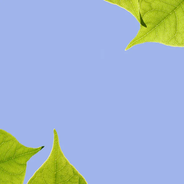 Blätter und Himmel — Stockfoto