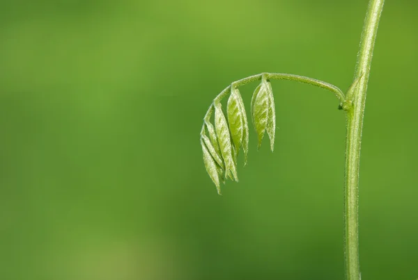 Frische junge Blätter — Stockfoto