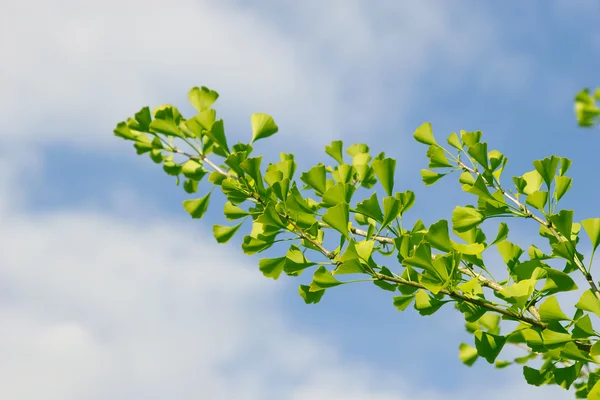 Frische Blätter von Ginkgo — Stockfoto