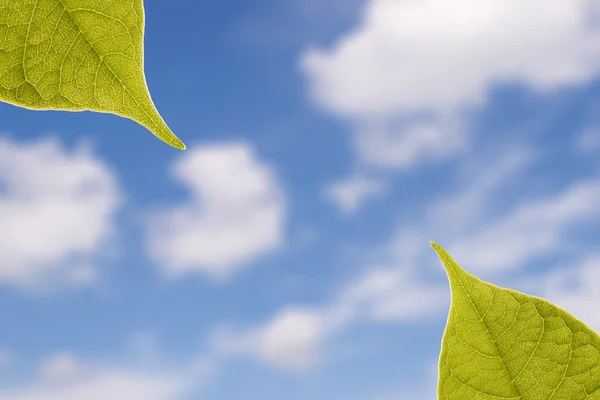 Зеленые листья на солнце — стоковое фото