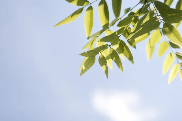 Green Branches — Stock Photo, Image