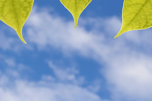 Green Leaves in sunshine against the sky — Stock Photo, Image