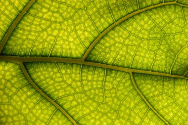 Leaf Background clipart