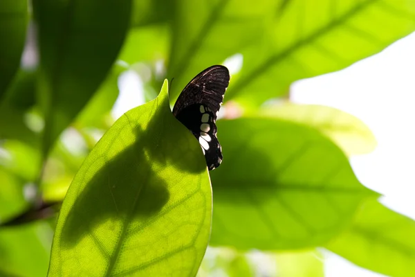 蝶と葉 — ストック写真