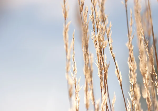 空に対して乾いた草 — ストック写真
