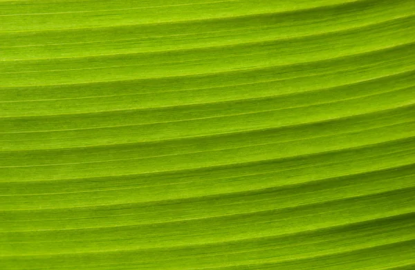 Zelená listová pozadí — Stock fotografie