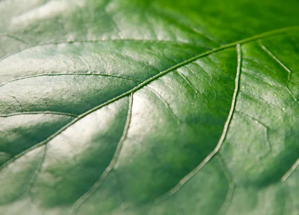 Die Oberfläche des grünen Blattes — Stockfoto