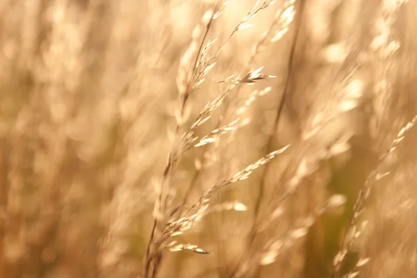 Mauvaise herbe au soleil — Photo