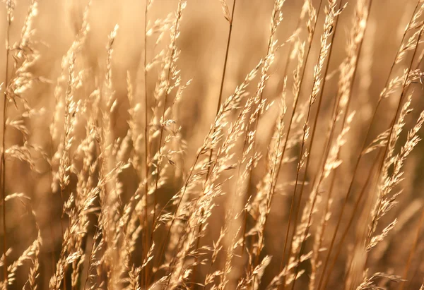 Herbe sèche des prairies — Photo