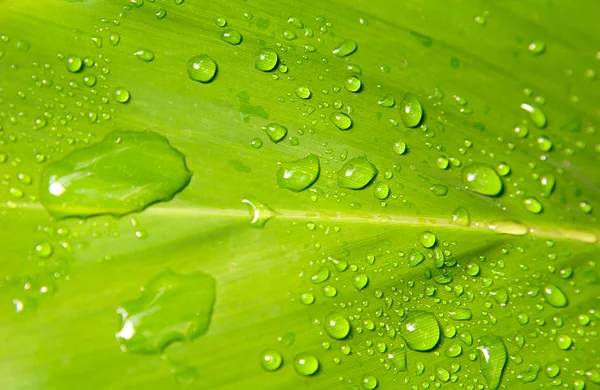 Rain drops on a leaf — Stock Photo, Image