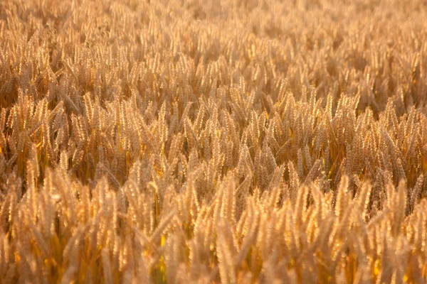 Campo de trigo —  Fotos de Stock