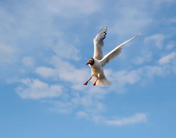 stock image Emergency braking in the air