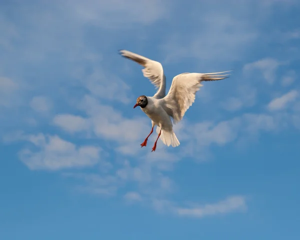 Летающая чайка в небе — стоковое фото