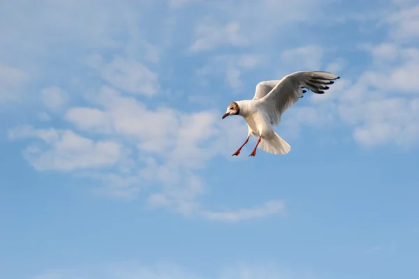 Чайка в воздухе — стоковое фото