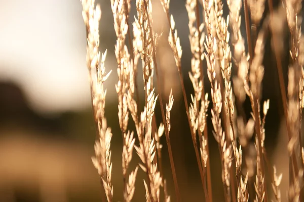 Güneş ışığı altında yabani ot tohumları — Stok fotoğraf