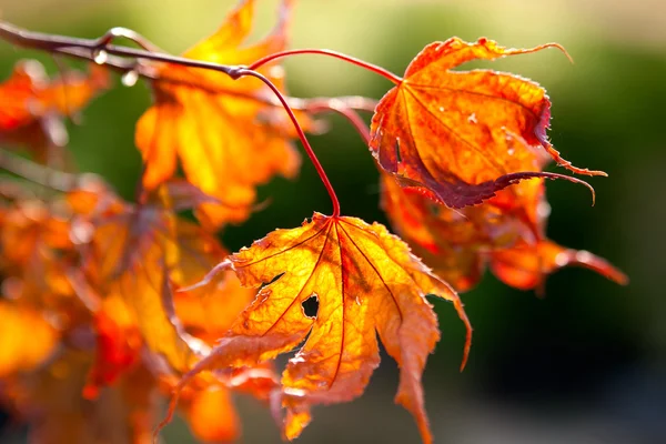 Suchych liści jesienią — Zdjęcie stockowe