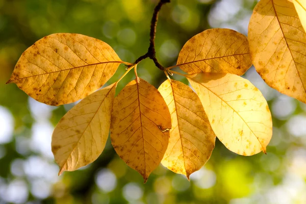 Το φθινόπωρο τα φύλλα μαραμένα — Φωτογραφία Αρχείου