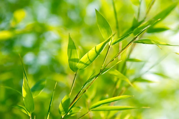 Bamboo leaves in sunlight — Stock Photo, Image