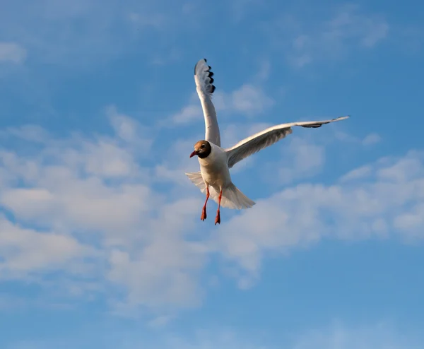 Flying seagull against blue sky in the light of the setting sun — Stock Photo, Image