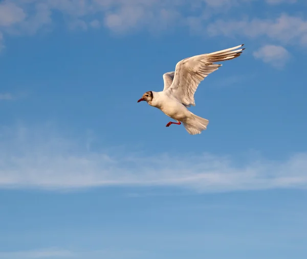 Летающая чайка в свете заходящего солнца — стоковое фото