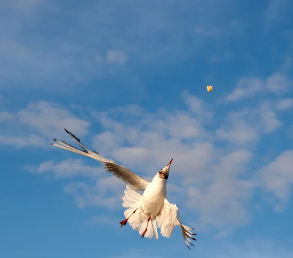 Чайка Aerialist в свете заходящего солнца — стоковое фото