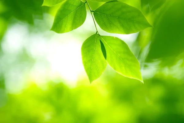 Gröna blad i mjukt ljus — Stockfoto