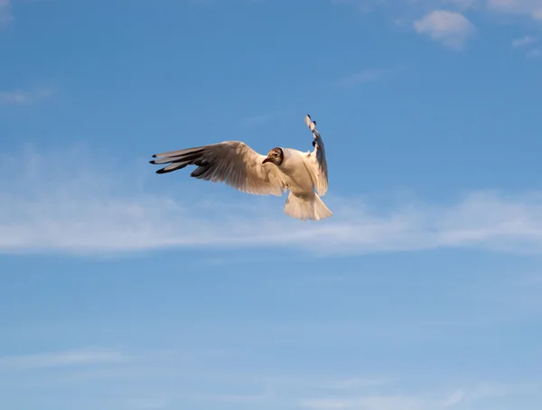 Чайка против неба — стоковое фото