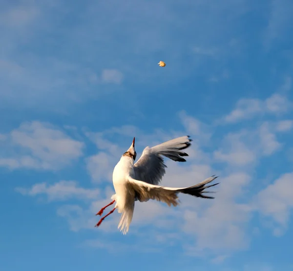カモメ aerialist — ストック写真