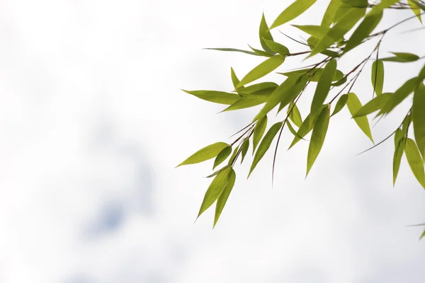 Listy bambusu, proti obloze — Stock fotografie