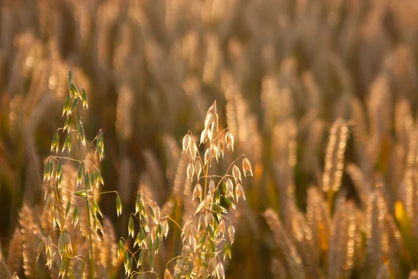 Yulaf ve buğday — Stok fotoğraf