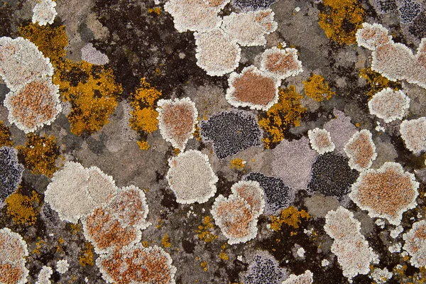 Lichen Stone Background — Stock Photo, Image