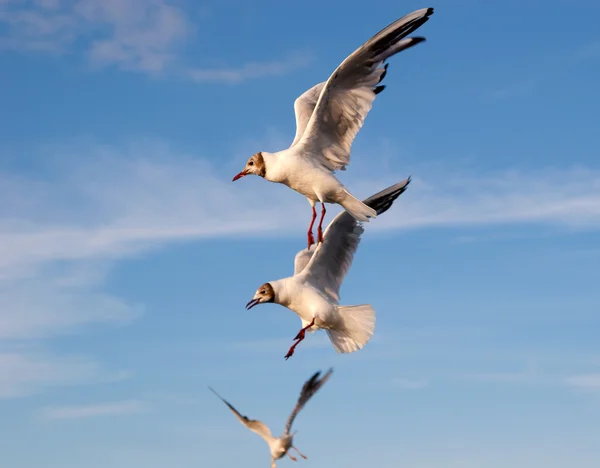 Three flying gulls — Stock Photo, Image