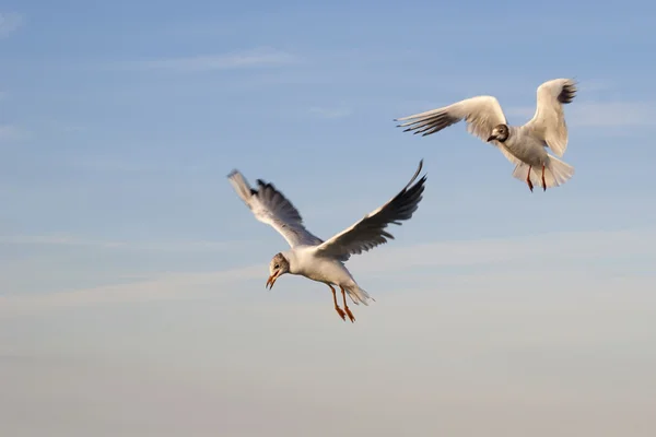 Dos gaviotas en el cielo — Foto de Stock