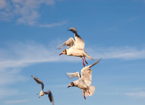 Three gulls in the sky — Stock Photo, Image