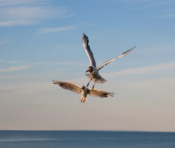 stock image Two flying gulls above the sea