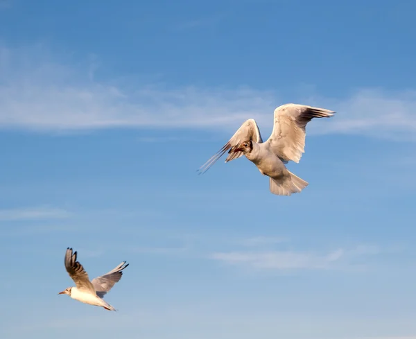 Две летающие чайки на небе — стоковое фото