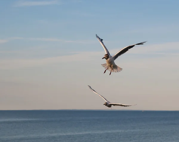 Deux mouettes volantes au-dessus de la mer — Photo