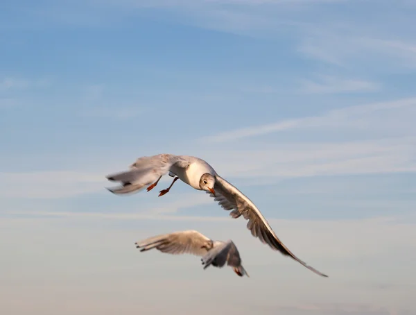 Two Gulls in the light of the setting sun — Stock Photo, Image