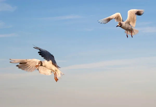 Two gulls — Stock Photo, Image