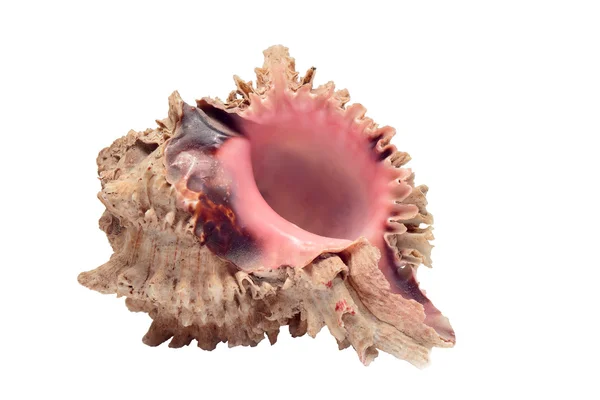 stock image Big conch