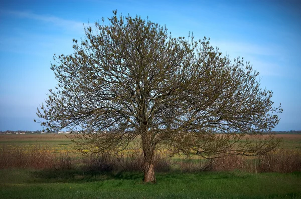 Árvore nua na primavera — Fotografia de Stock