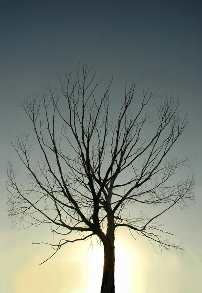 Silhouette dell'albero — Foto Stock