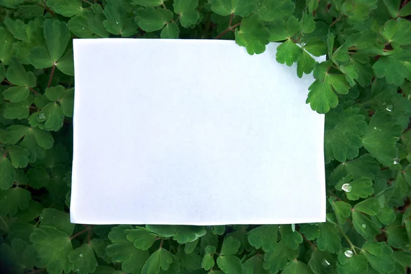 Una hoja de papel sobre el fondo de hojas verdes Imagen de archivo