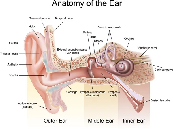 Anatomie de l'oreille Vecteurs De Stock Libres De Droits