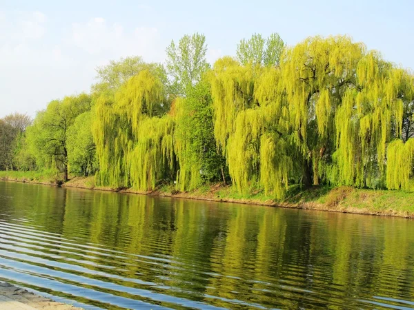 stock image View on River Moldavia