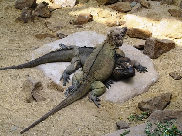 İguanalar çifti — Stok fotoğraf